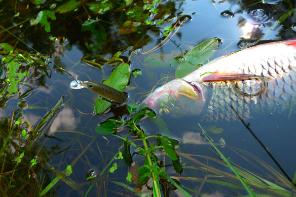 приманка rapala 