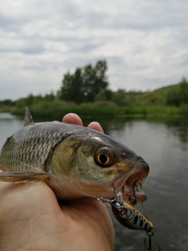 приманка акара