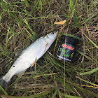Отзыв о резине на форель Akara Trout Time Dolly