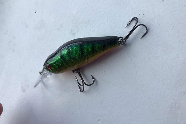 Fat Shad 55 