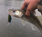 Отзыв о воблере Akara Fat Shad 55 F