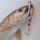 Приманки на лососевых от Akara – продолжаем тестирование