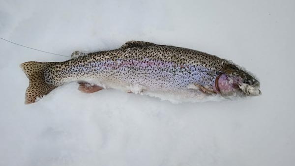 микижа