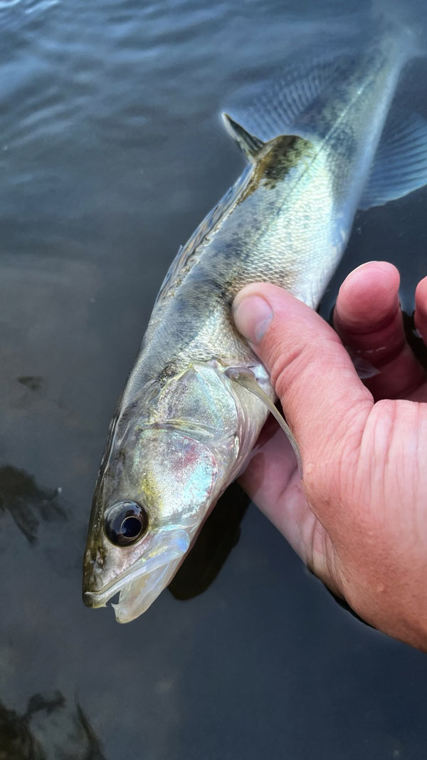 fishing