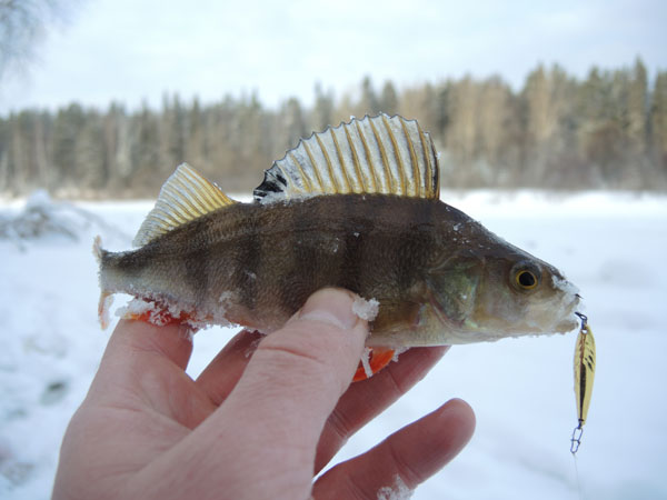 Akara Ice 3407 