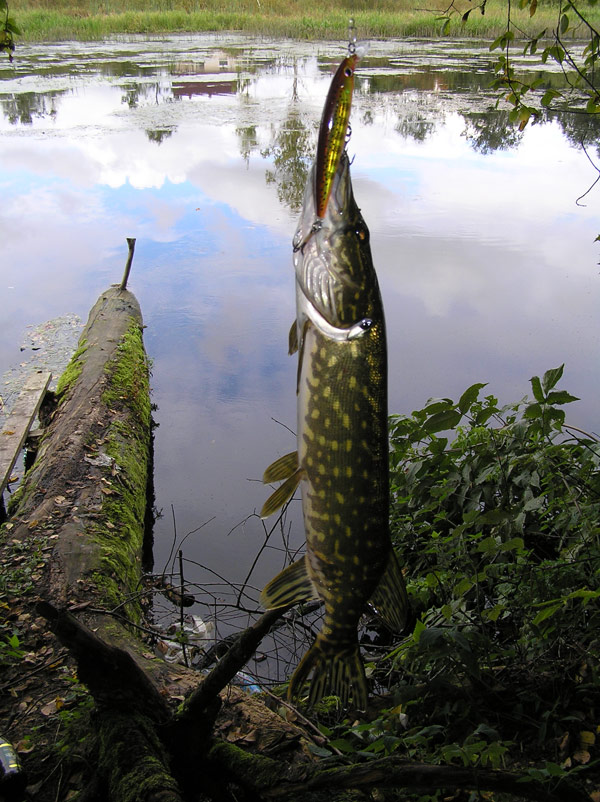 щучья приманка rapala
