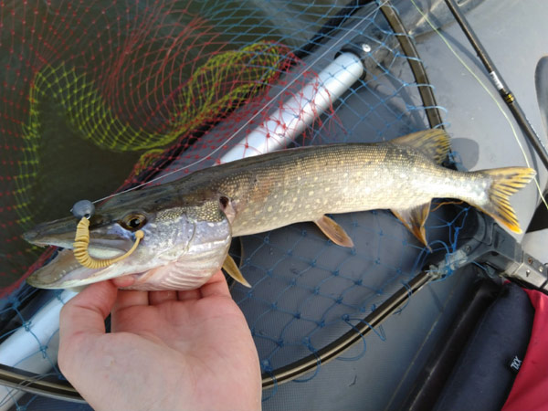 Trout Time KNOUT