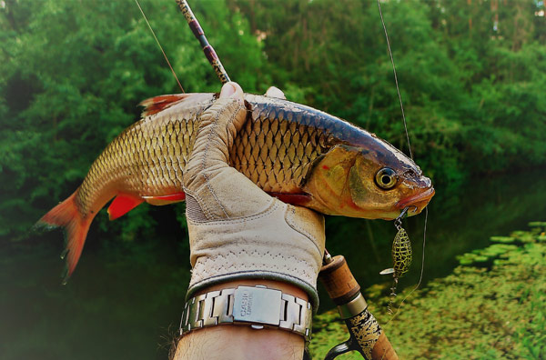 Akara Dorr 30F