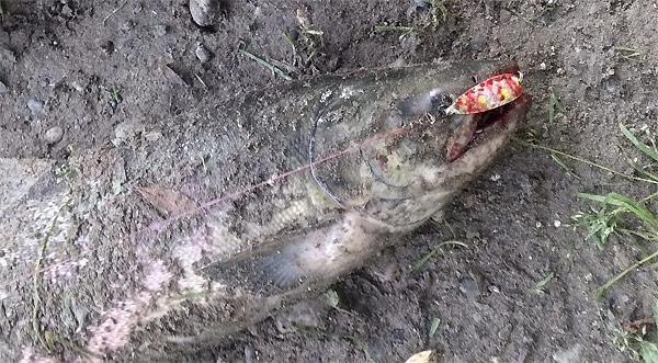 salmon baits 