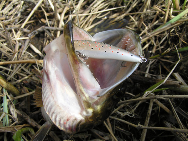 rapala финляндия