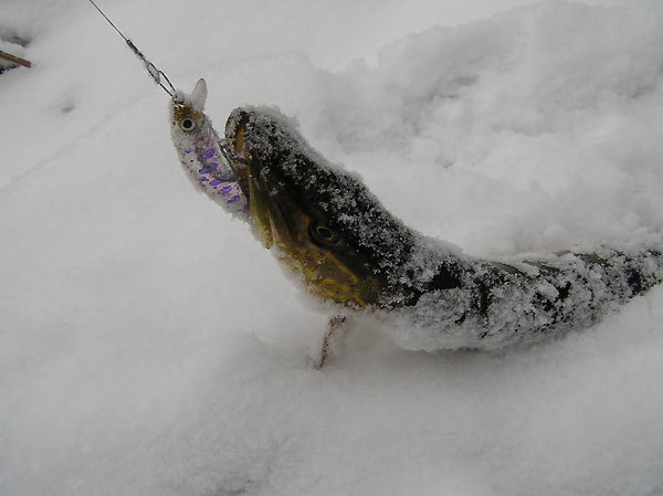 YoZuri Minnow 
