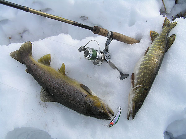 L-Minnow 66