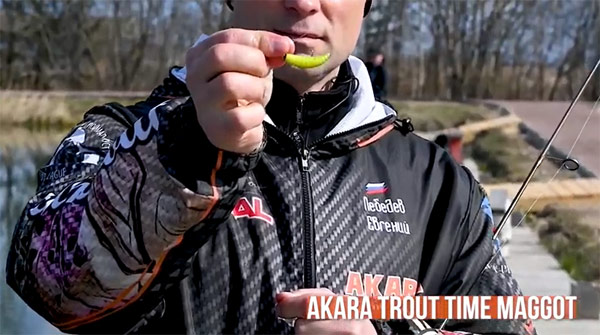 akara maggot