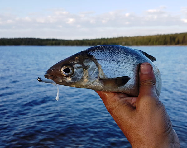 сиг Пяозеро