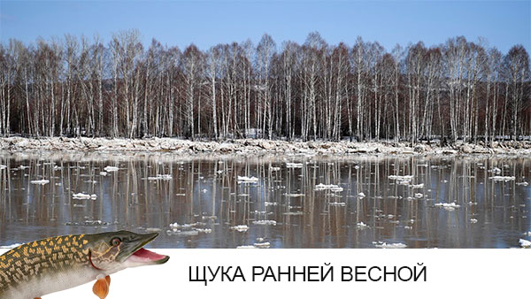 щука ранней весной