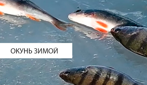 окунь зимой