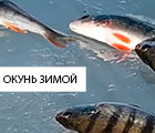 Ловля окуня со льда в полводы, как определить горизонт клева