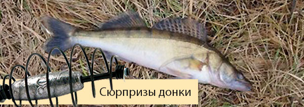 сюрпризы донки