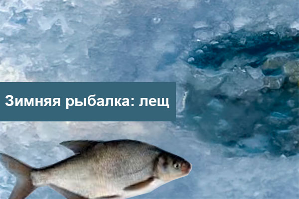 лещ зимой