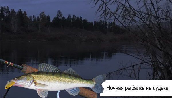 ловля судака