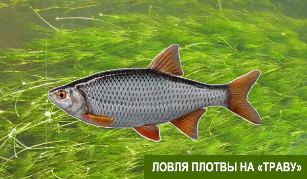 плотва на водоросль