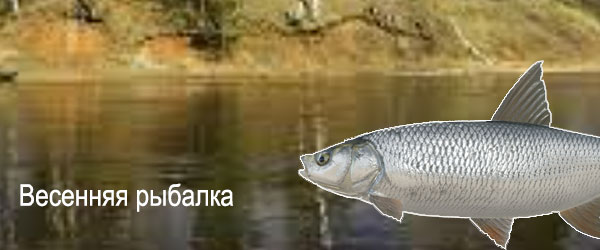жерех весной