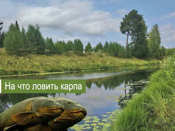 на что ловят карпа