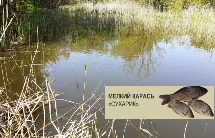 карась мелочь