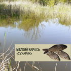 мелкий карась