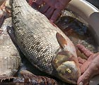 Где водится язь весной – делимся опытом