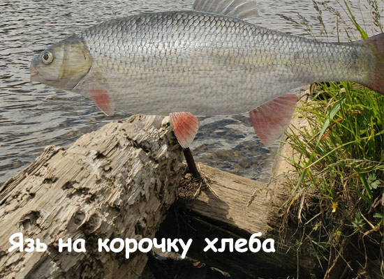 язь на хлеб