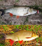 как отличить голавля