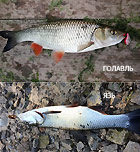 голавль и язь
