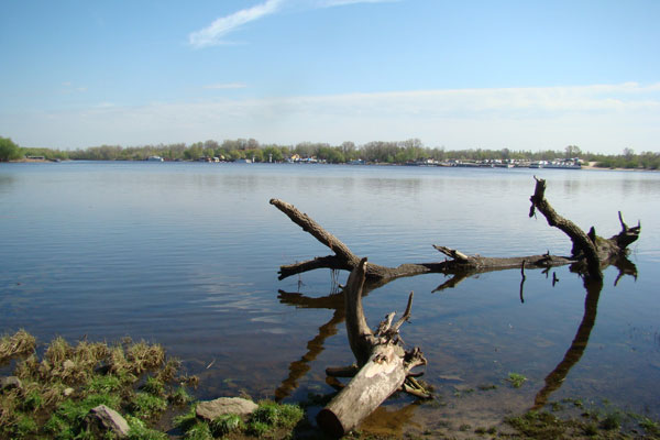 ловля в коряжнике