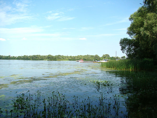 ловля карася летом