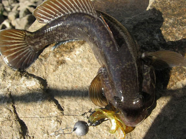 microjig