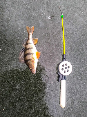 rostov fish 1 b