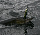 Ловля щуки на блесну Minnow Spoon