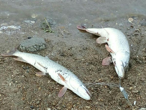ловля щуки 