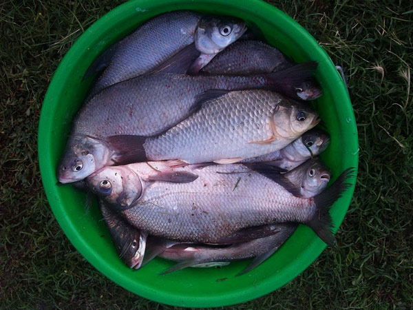 taktika feeder 4b