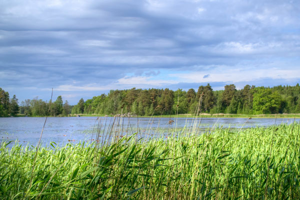 рыбалка в траве