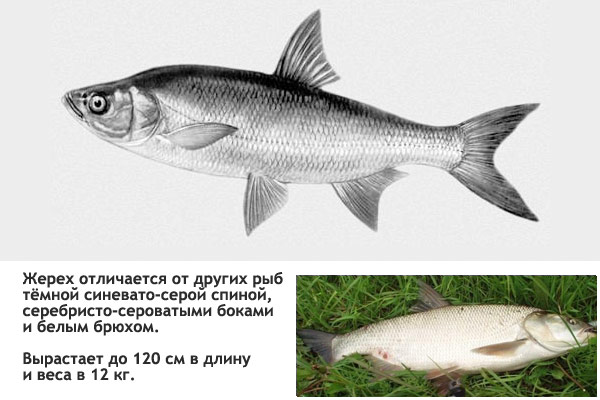 ловля жереха