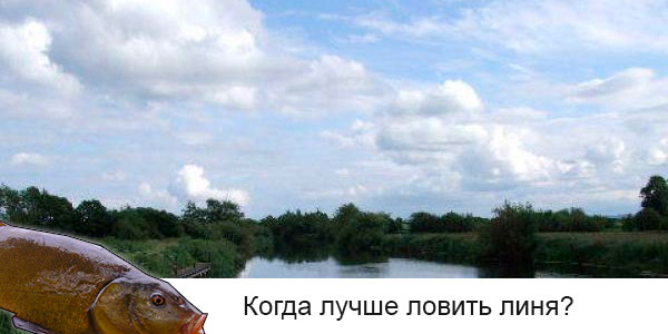 когда ловить линя