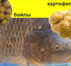 Насадка на карпа – делимся опытом
