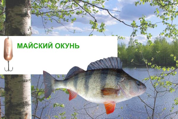 крупный окунь в мае