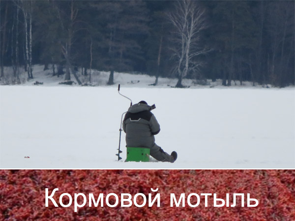 мотыль кормовой