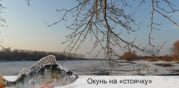 окунь зимой