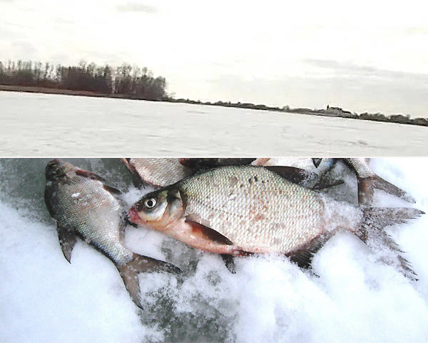 лещ зимой
