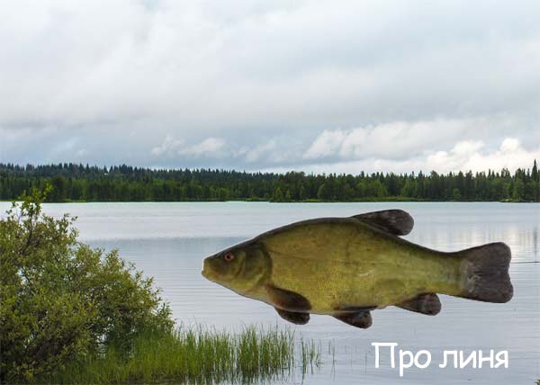 линь