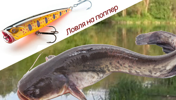 сом на поппер